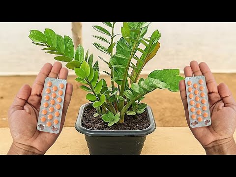 Enterre 1 comprimido faz crescer como louco