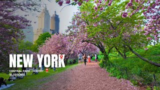 Central Park Cherry Blossoms Walk | Spring in NYC | [4K HDR] The Walking New York (2025)
