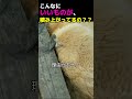 こんなにいいものが、こんなにたくさん?しかも地面に??www(シジュウカラ、テンション爆上がり。)