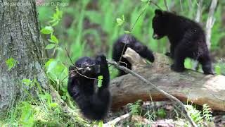 Black bear cubs playing 2023