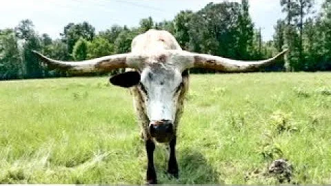 Gifts and Goodies LIVE