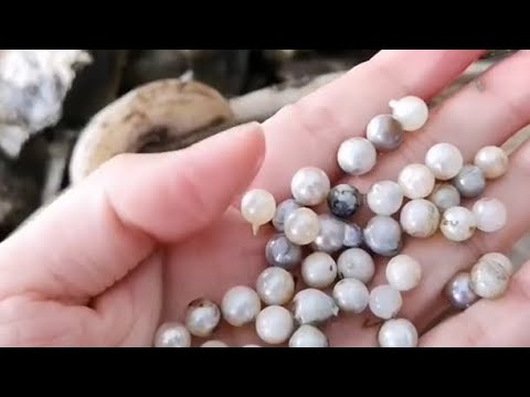 How pearls are made | How pearls are formed in oysters | Pearl Farming