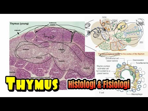 Histologi dan Fisiologi Thymus (Blood-Thymus Barrier, Hassal Corpuscle Thymocyte, Thymic Nurse cell)