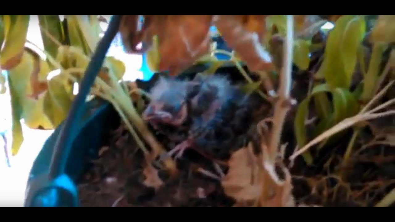 Baby Bird in Nest in our Flower Pot on the Porch, I think the Texas