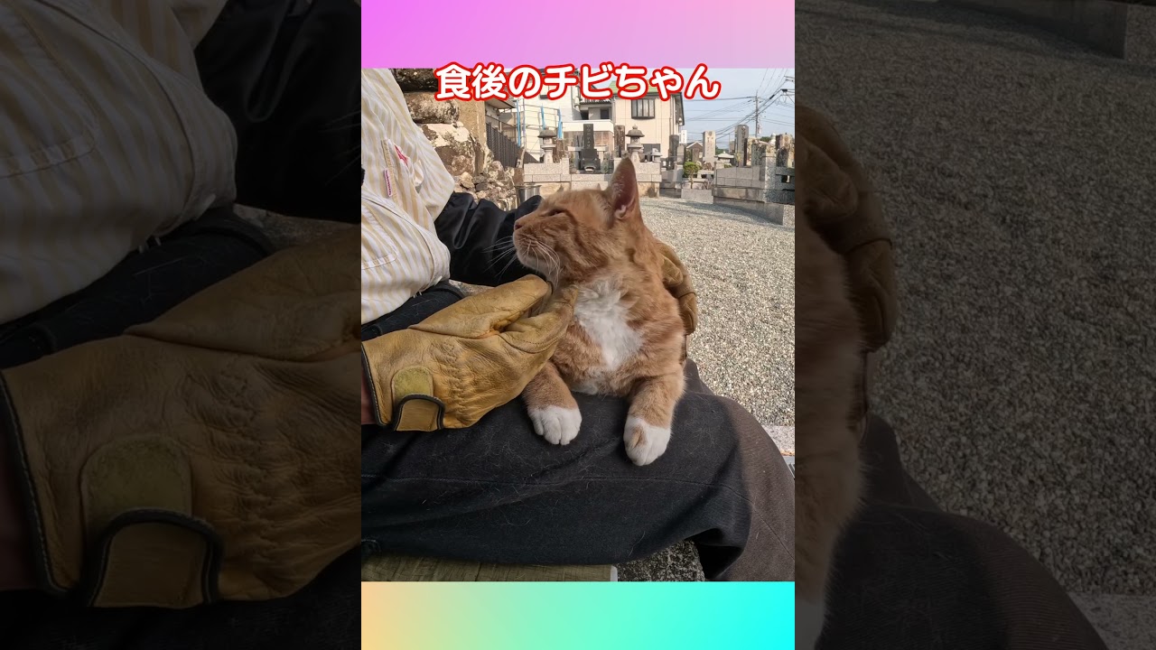 野良猫チビちゃん26716s10 #茶トラ #shorts - YouTube