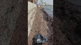 Cleaning a Difficult Place in Kato Paphos Harbour #CleanOcean#CleanBeach#NoMorePlastic#SaveTheOcean