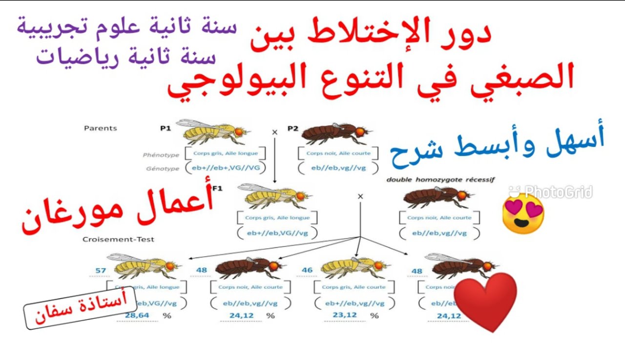 دور الإختلاط بين الصبغي في التنوع البيولوجي 😊  أعمال مورغان 😍 الجزء الثاني