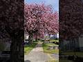 Pink Cherry Blossom Street Walk Vancouver #CherryBlossoms