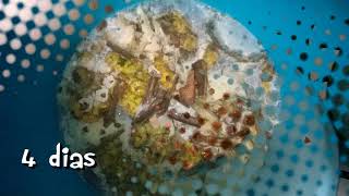 Tepache- Alimentos 1