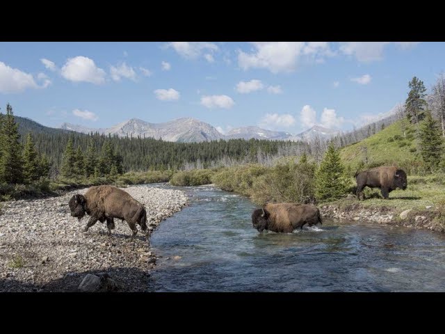 Translocation of Elk Island National Park Bison 