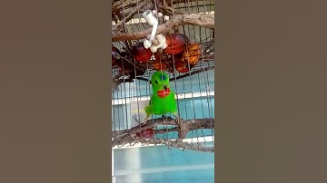serindit pikat no 1