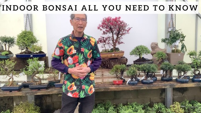 Everything You Need to Know About Bonsai Tree Pots (Literally!)