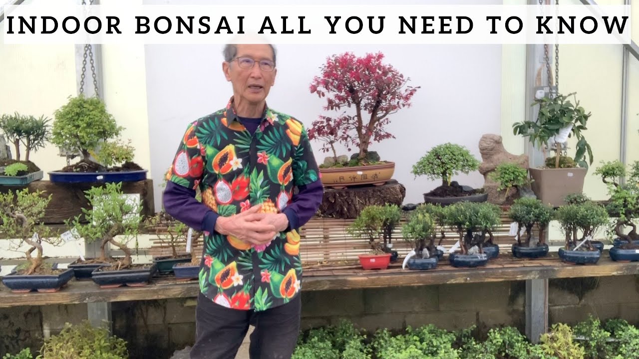 Title: Breathe Life Into Your Home with Indoor Bonsai Trees, bonsai