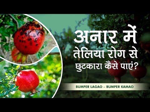 वीडियो: अनाय से छुटकारा कैसे पाएं?