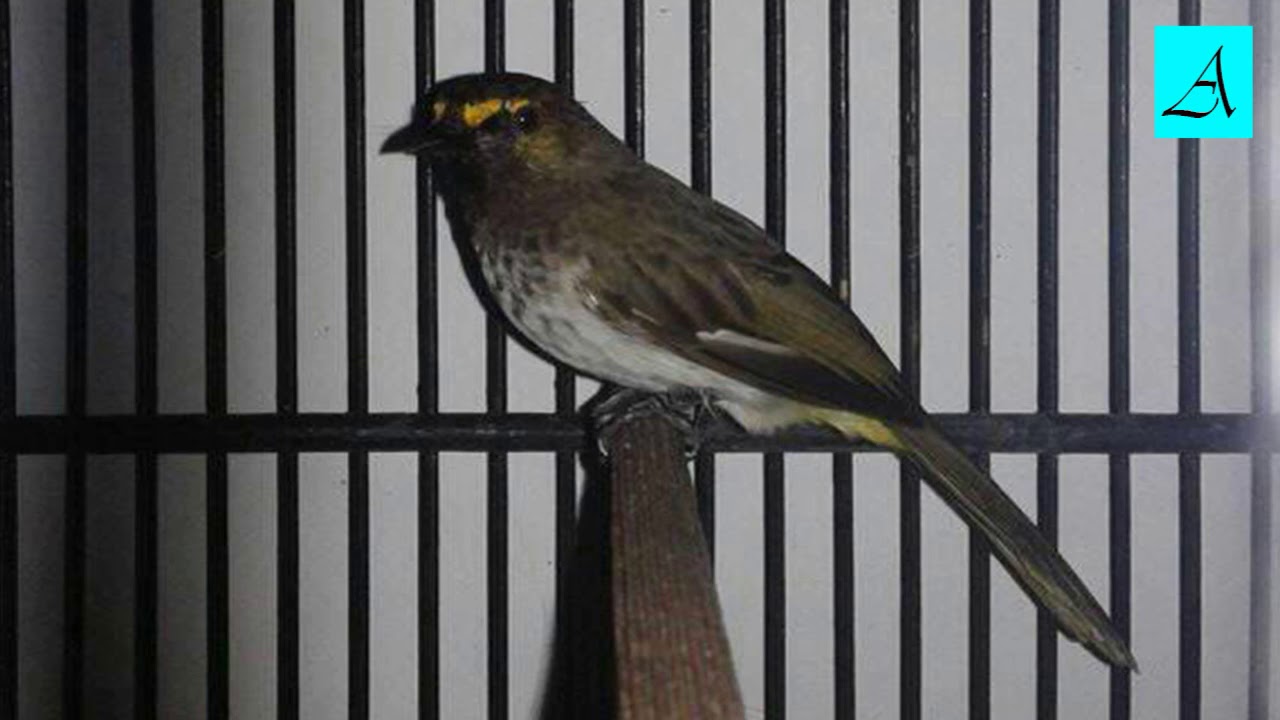 Langsung Respon Terapi Burung Rengganis Lelet Dan Males Bunyi