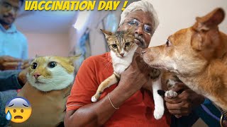 Vaccination Day for the Kutties | Semma Bayam!! | Dad's DIML Vlog