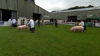 Pencampwriaeth y Moch Cymreig | Welsh Pig Championship