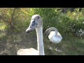 Trumpeter Swans