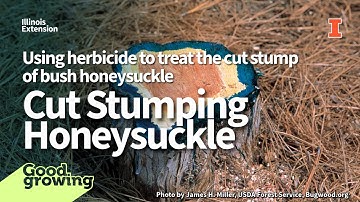 Gardenbite: Cut Stump Herbicide Treatment to Control Bush Honeysuckle | #GoodGrowing