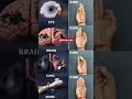 Powerful Mudra Eye Brain Lungs Bone Shorts Yoga Mudra Motivation Trending Ytshorts Yt mp3