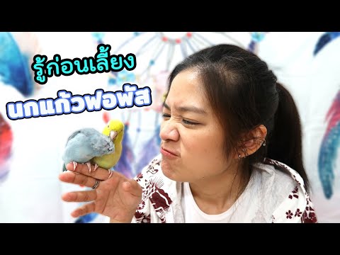 รู้จักนกแก้วฟอพัสก่อนเลี้ยง
