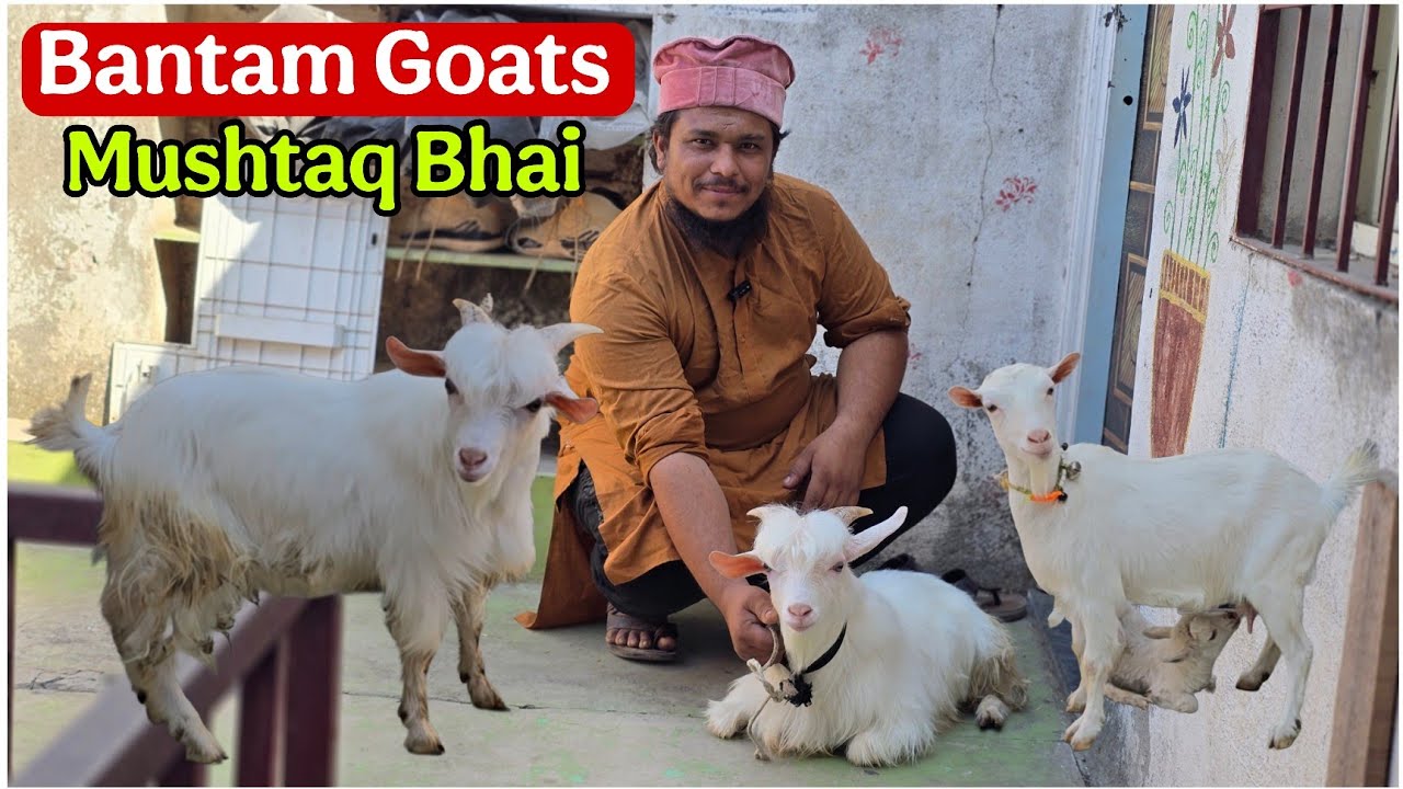 Quality Bantam goats at MS bantam farm mustaq bhai Aurangabad 