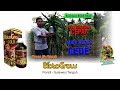 BUDIDAYA BUAH NAGA CEPAT BERBUAH, MANIS DAN GEDE (BiotoGROW Solusi Pertanian Masa Depan)