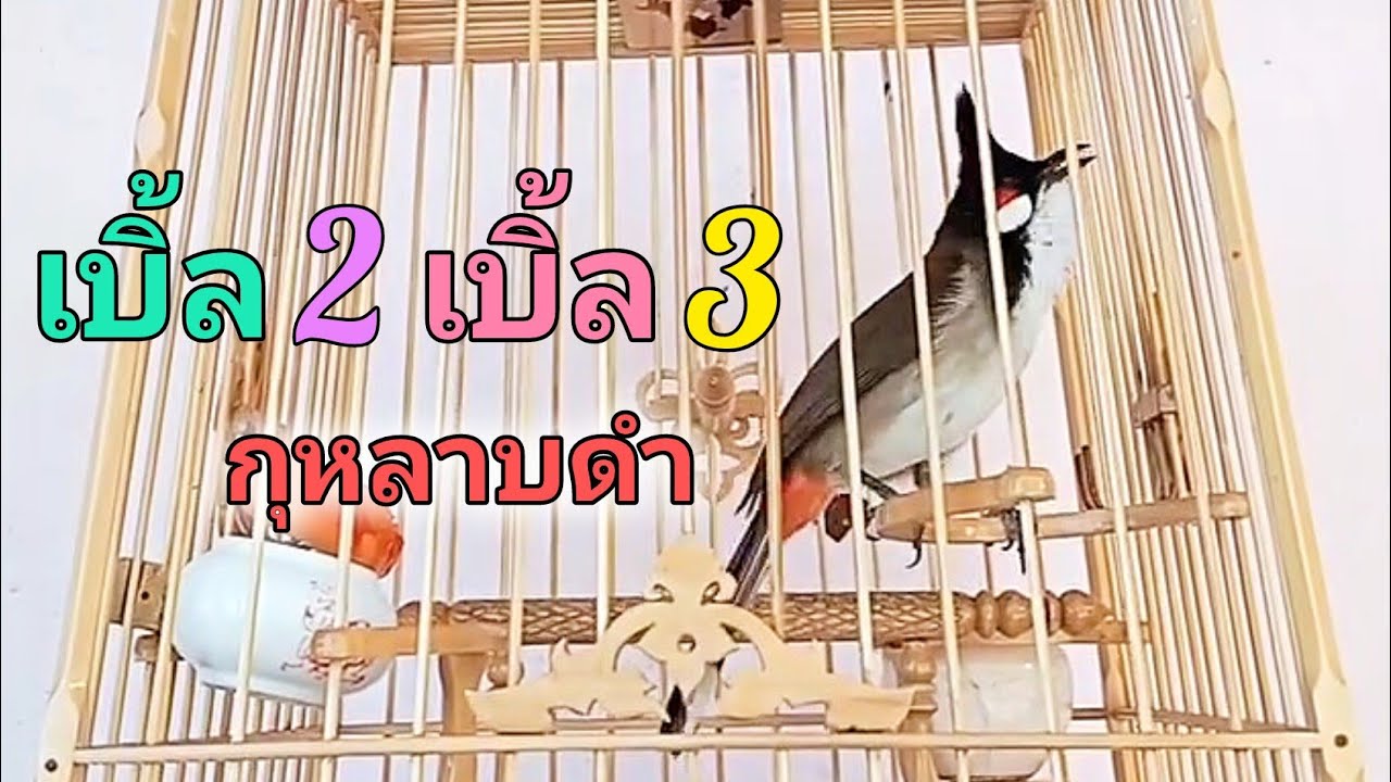 🥇นกกรงหัวจุกเจ้ากุหลาบดำ เพลงเบิ้ล เปิดสอนลูกนก ยั้วนกฟังนกคึกร้องตาม