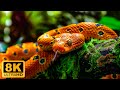 Animal Life 8K ULTRA HD - Amazing Landscapes Of Wild Animals With Soothing Music