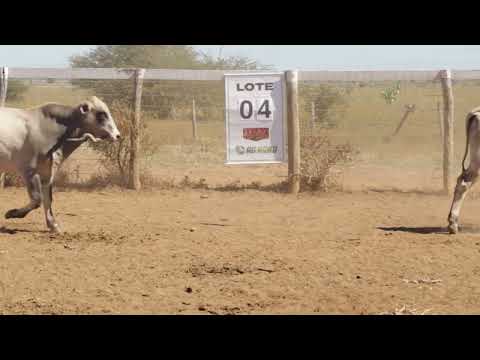 Lote 04