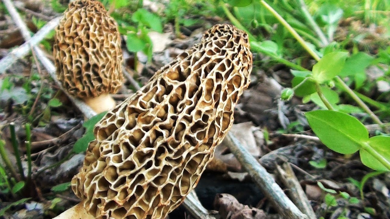 morel-mushroom-hunting-2013-youtube