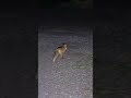 Beautiful Fox Came Close to the House 🦊 | Amazing Wildlife Moment #squirrel #animallife #nature