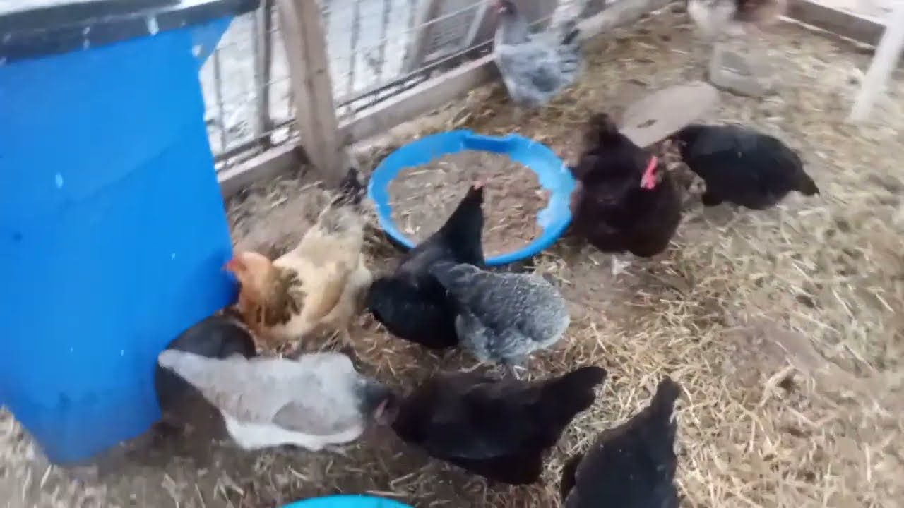 Курица породы Австралорп, ведущая себя как петух/Планы разведения кур.