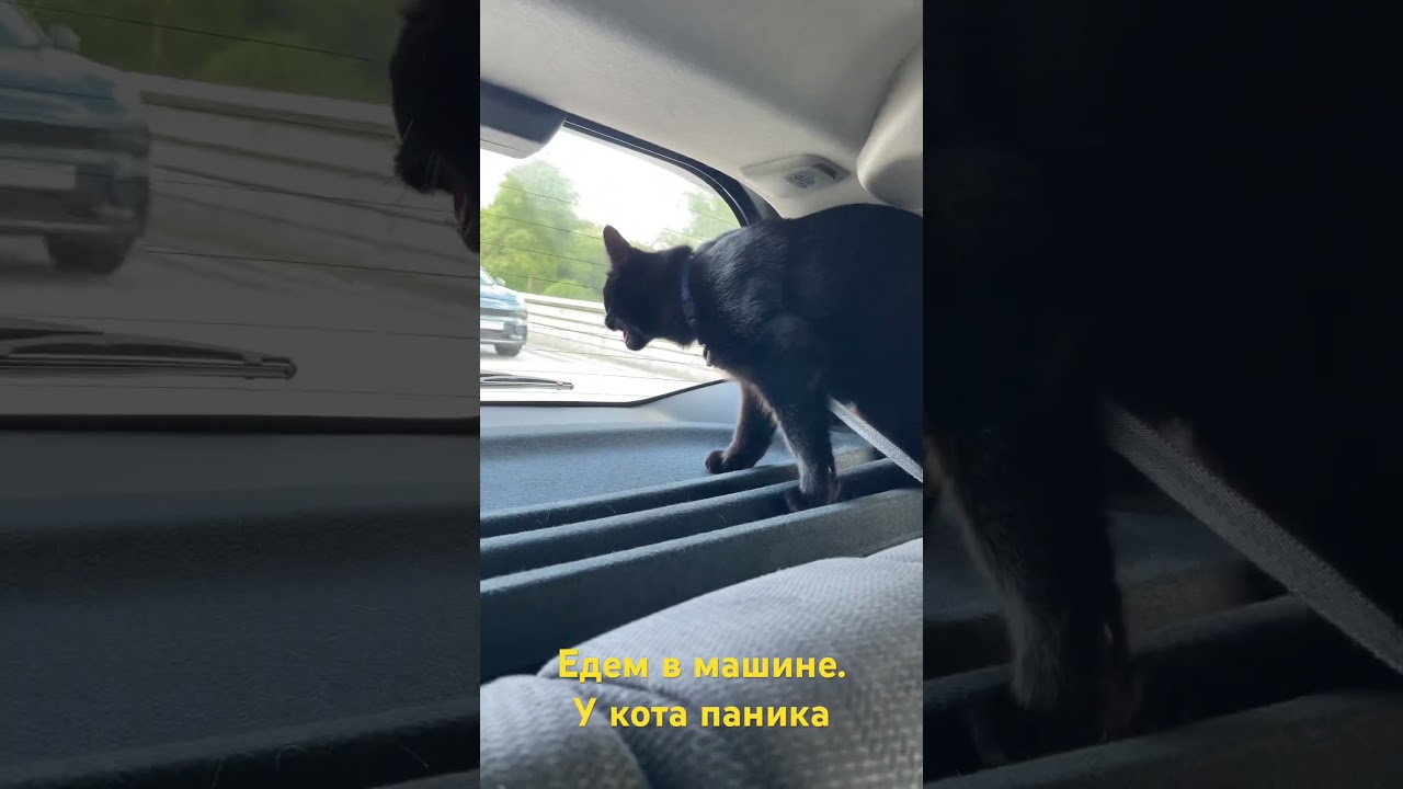 Едем на прививку к ветеринару