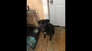 Cane Corso Pitbull Pit Mix 9 Months