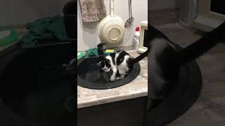 Кот захотел поплавать в раковине
