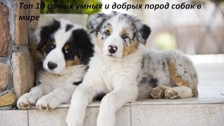 Топ 10 самых добрых и умных пород собак в мире Топ 10 самых добрых и умных пород собак в мире