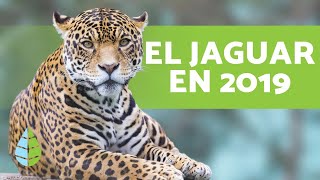 ¿El JAGUAR está en PELIGRO DE EXTINCIÓN? (DATOS DE 2019)