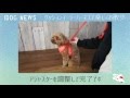 iDog&iCat クッションイージーハーネス