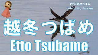 P024. 『越冬つばめ』Winterling Swallow（曲：篠原義彦）   Performed by 柳川優子 Yuko Yanagawa  Tremolo Harmonica 1000