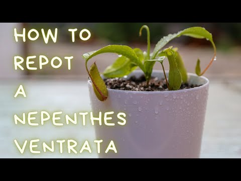 How To Repot A Nepenthes Ventrata Pitcher Plant - Repotting, Soil Type & Pot For Nepenthes Ventrata