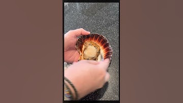 Scallops 💥 - Coming Soon 🤗