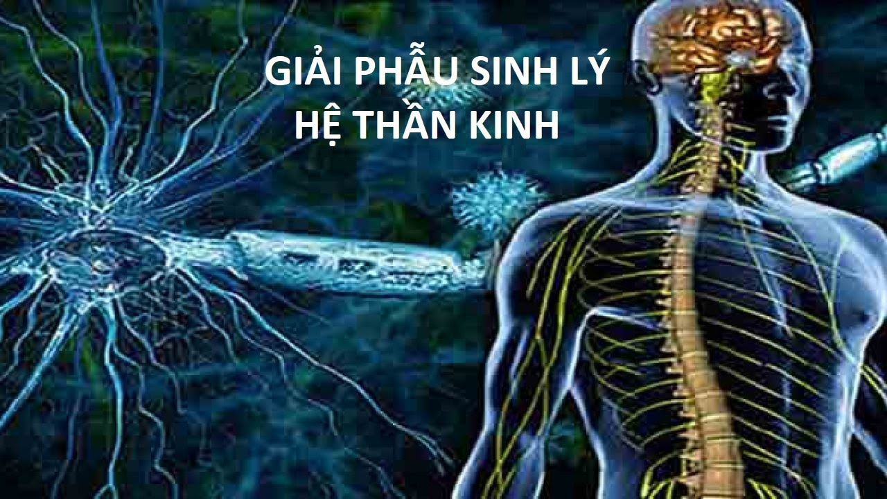 Giải Phẫu Sinh Lý Hệ Thần Kinh Bài 1 - youtube