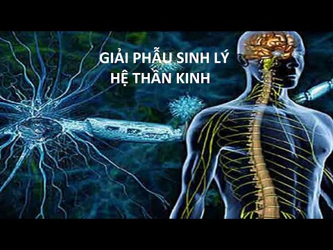 Video Giải Phẫu Sinh Lý Hệ Thần Kinh Bài 1 - youtube