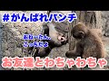 パンチくん、お友達と仲良く過ごすも(Punch-kun is having a good time with his friends) 2026.03.06午後 市川市動植物園