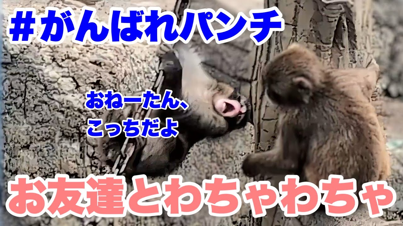 パンチくん、お友達と仲良く過ごすも（Punch-kun is having a good time with his friends）　2026.03.06午後 市川市動植物園