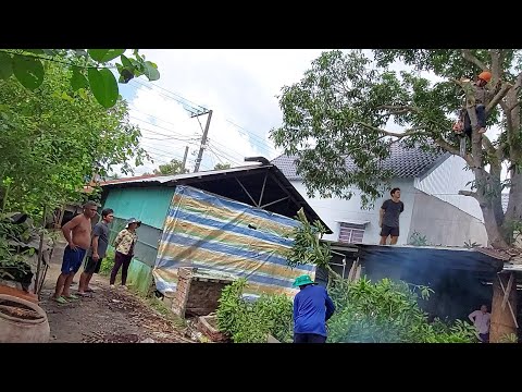 Video Cưa Cây Xoài To Trên Mái Nhà / Saw Big Mango Tree On... - youtube