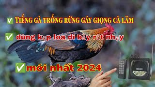 Tiếng gà trống rừng gáy giọng cà lăm mới nhất 2024 @dammesanbay