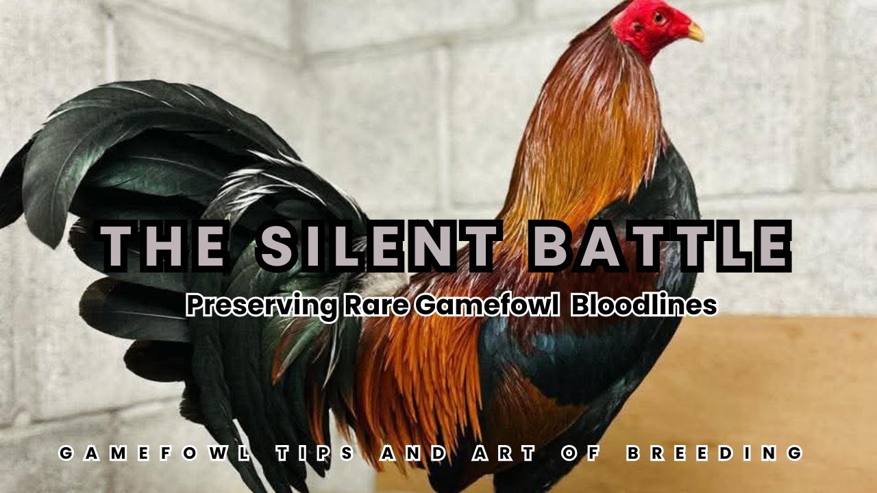 The Silent Battle: Preserving Rare Gamefowl Bloodlines