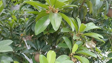 Nứt trái hồng xiêm xoài cách khắc phục.siamese rose tree cracked left